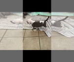 Small #3 American Pit Bull Terrier-American Staffordshire Terrier Mix