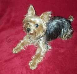 Yorkshire Terrier Puppy for sale in CENTREVILLE, VA, USA