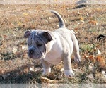 Small Photo #11 American Bully Puppy For Sale in MARTELL, NE, USA
