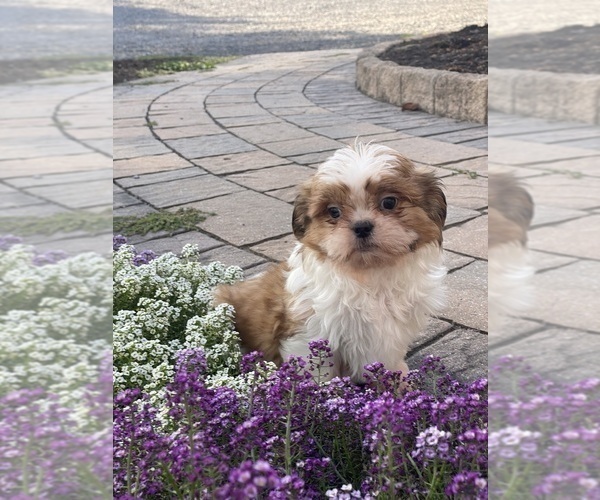 Medium Photo #2 Shih Tzu Puppy For Sale in CANOGA, NY, USA