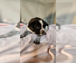 Small #3 Australian Cattle Dog-Labrador Retriever Mix
