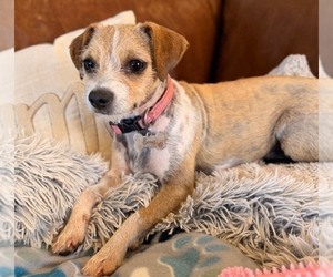 Chihuahua Dogs for adoption in HUNTSVILLE, AL, USA