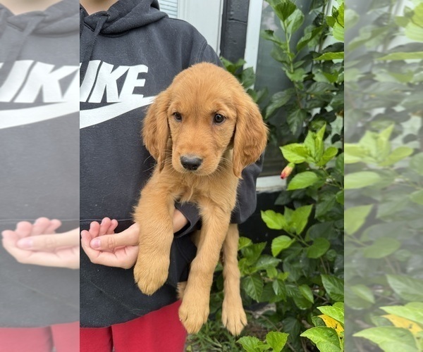 Medium Photo #2 Golden Retriever Puppy For Sale in CHAMPIONS GATE, FL, USA