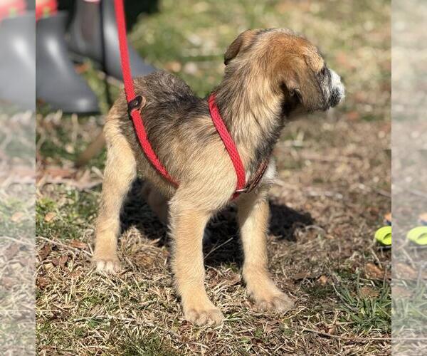 Medium Photo #2 Labrador Retriever-Unknown Mix Puppy For Sale in Yardley, PA, USA