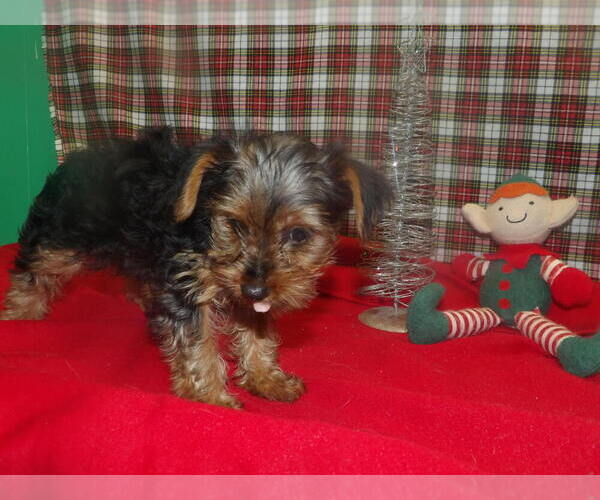 Medium Photo #3 Yorkshire Terrier Puppy For Sale in PATERSON, NJ, USA
