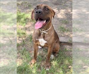 American Pit Bull Terrier-Unknown Mix Dogs for adoption in Conroe, TX, USA