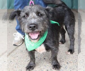 Stella - Female Mutt Dog for Adoption - Photo #7