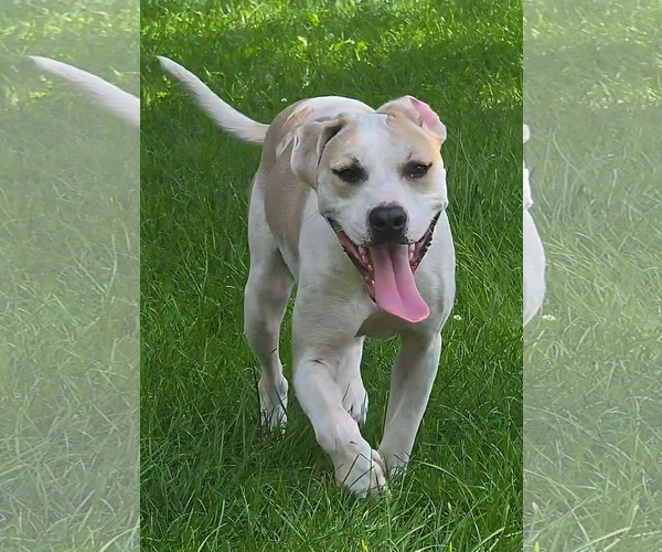 Medium Photo #3 American Pit Bull Terrier-Unknown Mix Puppy For Sale in Germantown, OH, USA