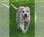 Small #2 American Pit Bull Terrier Mix
