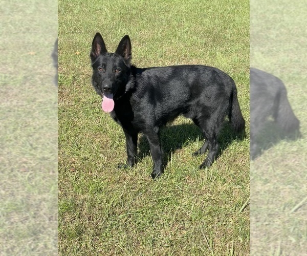 Medium Photo #1 German Shepherd Dog Puppy For Sale in WEST LIBERTY, KY, USA