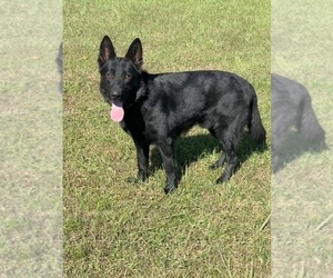 Father of the German Shepherd Dog puppies born on 03/17/2025
