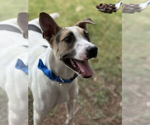 Horus - Male Lab-Pointer Dog for Adoption - Photo #2