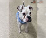 Small #10 Boxer Mix