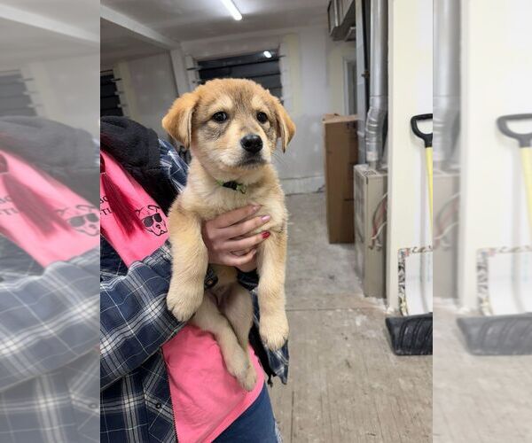 Medium Photo #2 Mutt Puppy For Sale in Calgary, Alberta, Canada