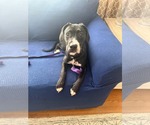 Small Mutt