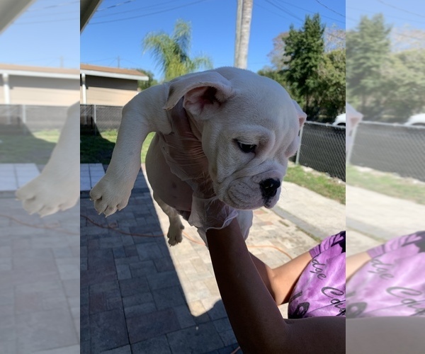 Medium Photo #5 English Bulldog Puppy For Sale in OCOEE, FL, USA