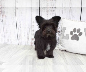 Morkie Puppy for sale in MARIETTA, GA, USA