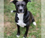 Small #18 American Staffordshire Terrier Mix