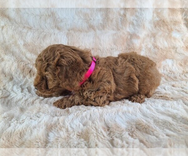 Medium Photo #4 Poodle (Miniature) Puppy For Sale in HOMELAND, CA, USA