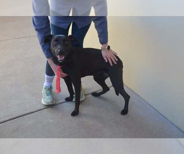 Medium Photo #1 Labrador Retriever-Unknown Mix Puppy For Sale in McKinney, TX, USA