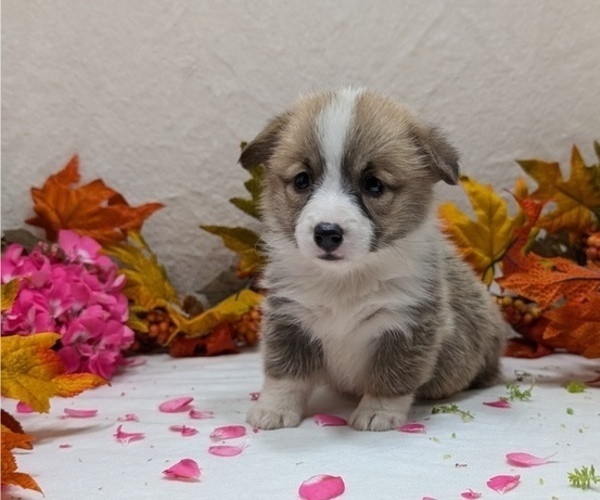 Medium Photo #52 Pembroke Welsh Corgi Puppy For Sale in GOSHEN, IN, USA