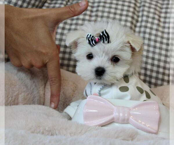 Medium Photo #4 Yorkshire Terrier Puppy For Sale in BEVERLY HILLS, CA, USA