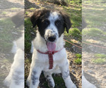 Puppy Maylee Border Collie-Maremma Sheepdog Mix