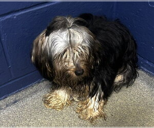 Maltese-Unknown Mix Dogs for adoption in Sterling, MA, USA