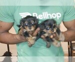 Small Photo #16 YorkiePoo Puppy For Sale in RICHMOND, VA, USA
