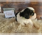 Small Photo #4 Bernese Mountain Dog-Cavalier King Charles Spaniel Mix Puppy For Sale in CUBA CITY, WI, USA
