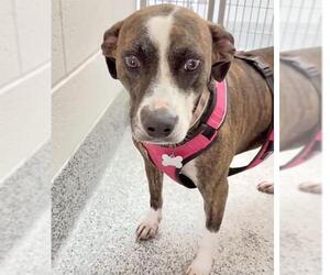LADY - Female Mutt Dog for Adoption - Photo #3