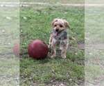 Small #2 Silky Terrier