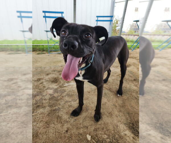 Medium Photo #16 Mutt Puppy For Sale in Evansville, IN, USA
