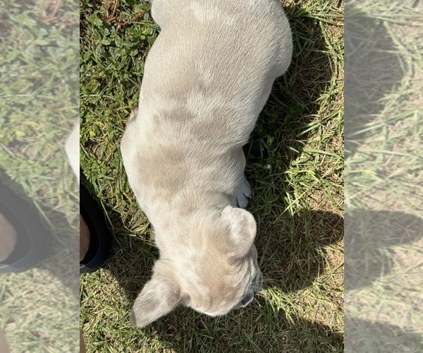 Medium Photo #21 French Bulldog Puppy For Sale in MICANOPY, FL, USA