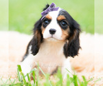 Small #7 Cavalier King Charles Spaniel