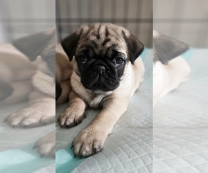 Pug Puppy for sale in BRIDGETOWN, OH, USA