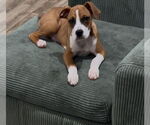 Small #1 Boxer-Greater Swiss Mountain Dog Mix