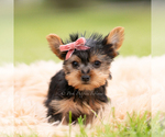 Small #3 Yorkshire Terrier