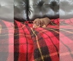 Small Photo #1 Dachshund Puppy For Sale in ALBUQUERQUE, NM, USA