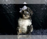 Puppy Lady AKC Poodle (Toy)