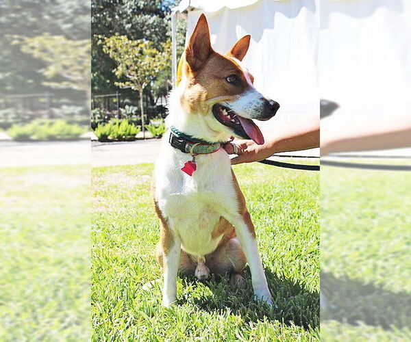 Medium Photo #6 Australian Kelpie-Basenji Mix Puppy For Sale in Houston, TX, USA