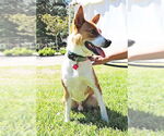 Small #5 Australian Kelpie-Basenji Mix