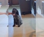 Small Wirehaired Pointing Griffon