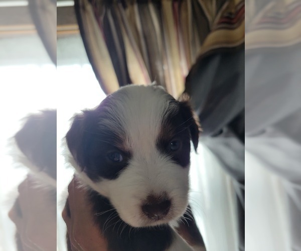 Medium Photo #14 Miniature Australian Shepherd Puppy For Sale in WILLIAMSBURG, CO, USA