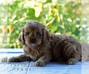 Cavapoo Puppy for sale in SUNBURY, PA, USA