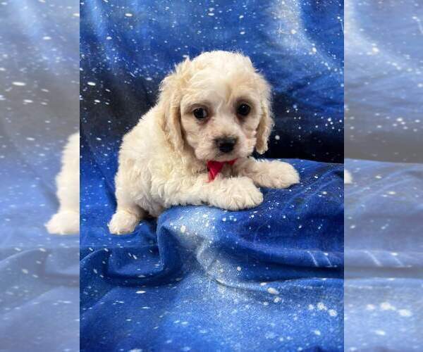 Medium Photo #4 Cocker Spaniel-Poodle (Miniature) Mix Puppy For Sale in INDIANAPOLIS, IN, USA