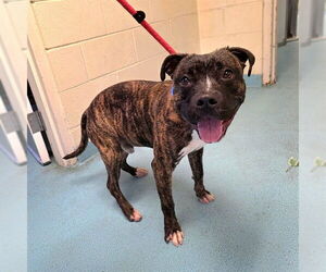 Bullboxer Pit Dogs for adoption in Long Beach, CA, USA