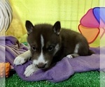 Small Photo #29 Siberian Husky Puppy For Sale in DEARBORN, MO, USA