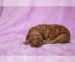 Goldendoodle (Miniature) Puppy for sale in BLOOMINGTON, IN, USA