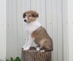 Small #5 Collie